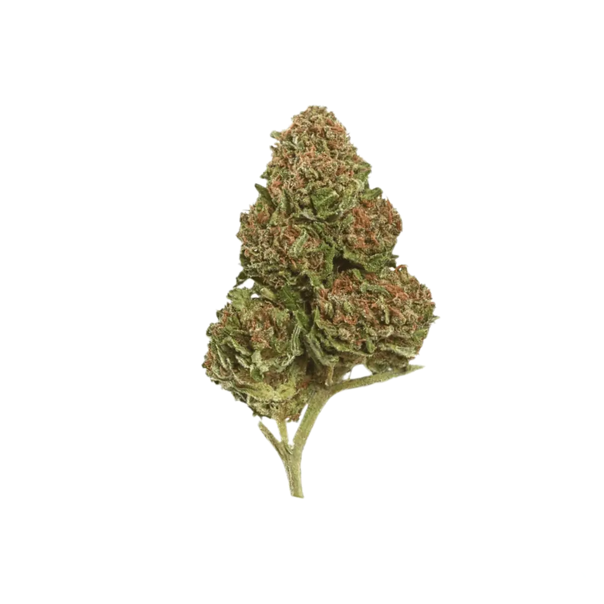 Canify Pure 18/1 LS KU. Exodus Cheese